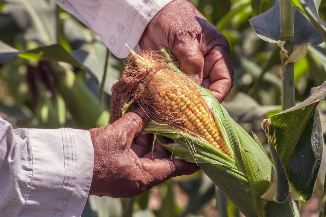 Maíz nativo en una milpa de Oaxaca